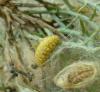 Heterogynis sp.